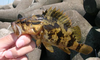 タケノコメバル