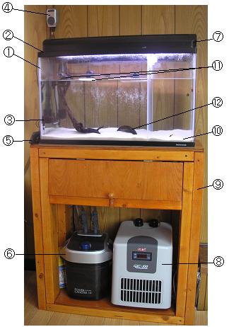 我が家の汽水水槽